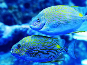 Blue and Pink Tang Fish