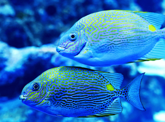 Blue and Pink Tang Fish